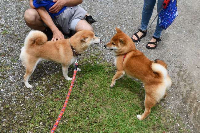 飛行機耳の柴犬ムギと虎太郎くん