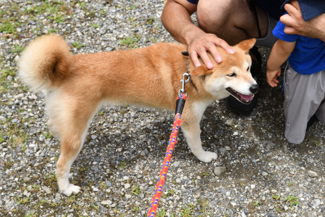飼い主様に甘える柴犬ムギ