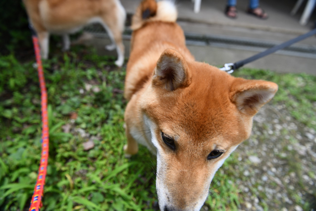 近づく虎太郎くん