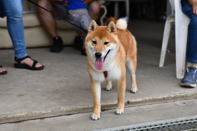 柴犬虎太郎くんの写真