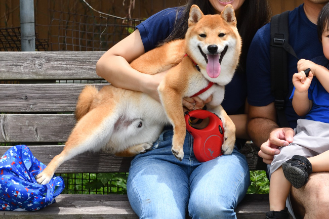柴犬虎太郎くんの写真