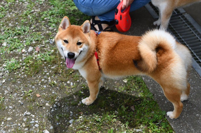柴犬虎太郎くんの写真