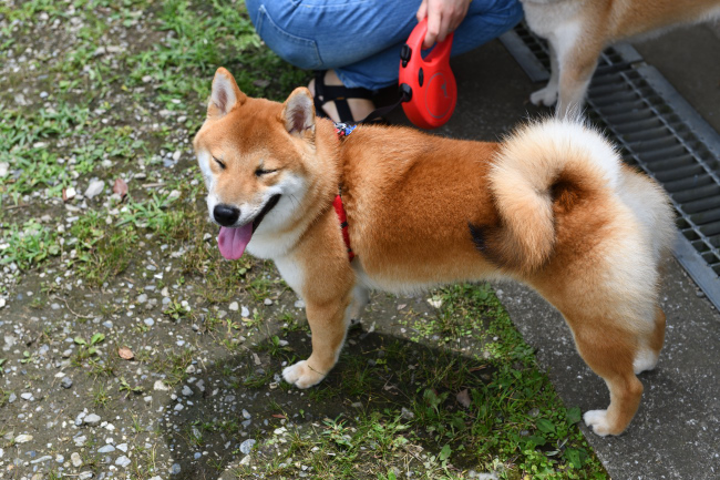 柴犬虎太郎くんの写真