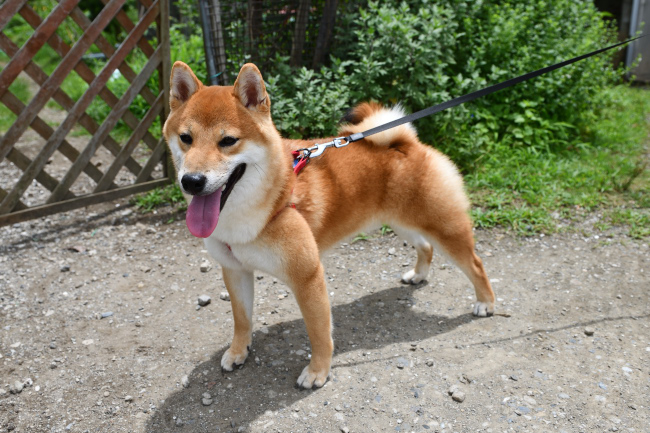 柴犬虎太郎くんの写真