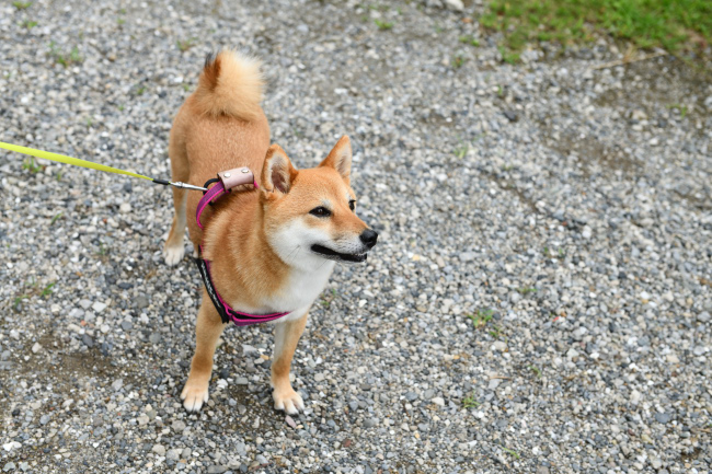 笑顔で見上げる房ちゃん