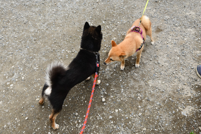 お父さんの黒柴二郎君と柴犬房ちゃんの再会