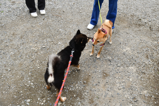 お父さんの黒柴二郎君と柴犬房ちゃんの再会