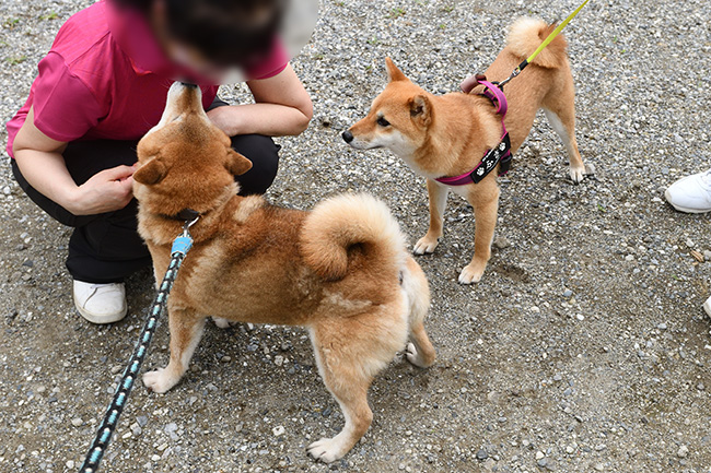 お母さんの柴犬春ちゃんと娘の房ちゃんの再会