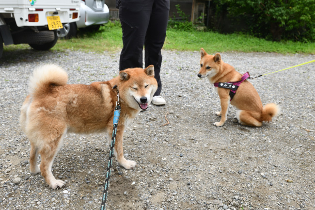柴犬春ちゃんと房ちゃん