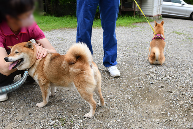 焼きもちを焼く房ちゃん