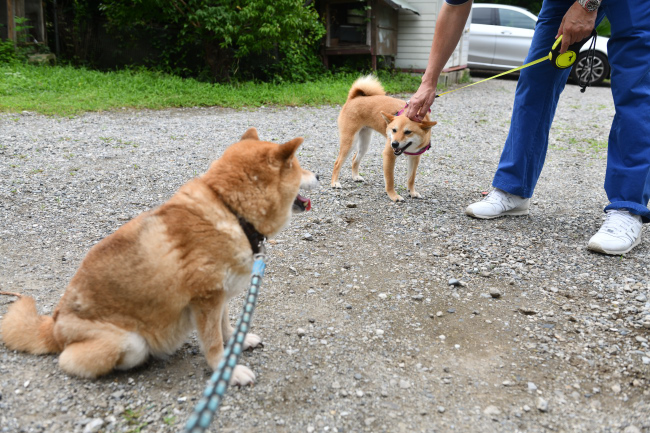 飼い主様に慰められる房ちゃん