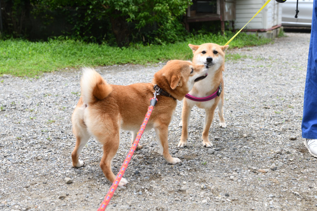 陽奈ちゃんがお姉ちゃんと慕う房ちゃんです。