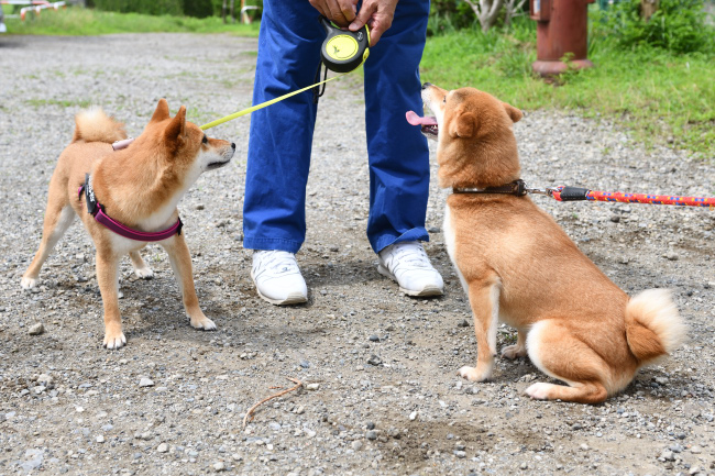 柴犬陽奈ちゃんと房ちゃんの再会