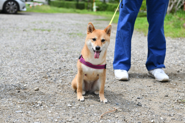 ニコニコお座り柴犬房ちゃん