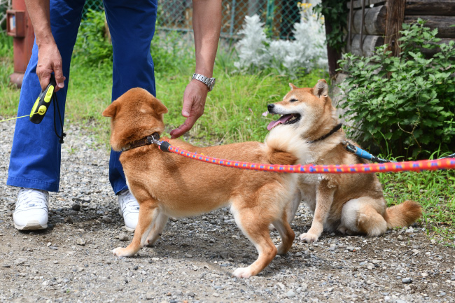 飛行機耳で飼い主差に挨拶する陽奈ちゃん