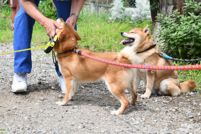 飼い主様に撫でられて喜ぶ陽奈ちゃん