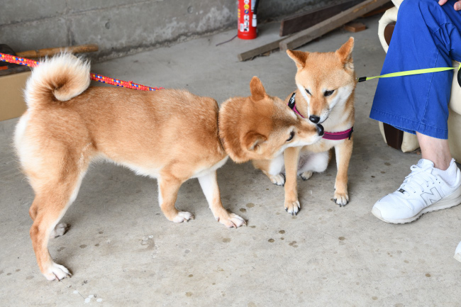 房ちゃん陽奈ちゃん姉妹仲良し