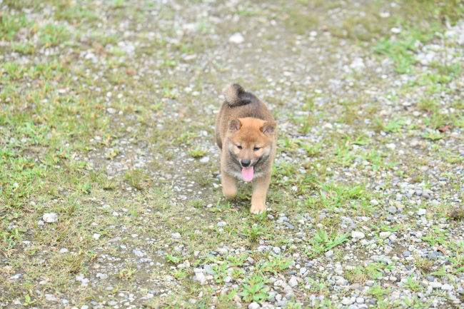 生後54日目の柴犬の子犬たち