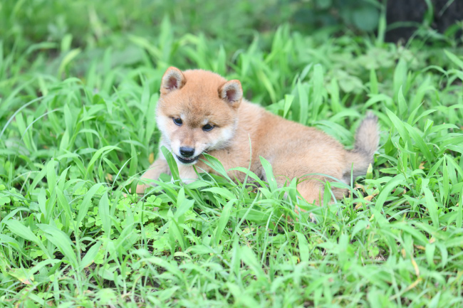 生後54日目の柴犬の子犬たち