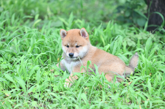 生後54日目の柴犬の子犬たち