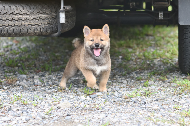生後54日目の柴犬の子犬たち