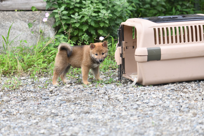 生後54日目の柴犬の子犬たち