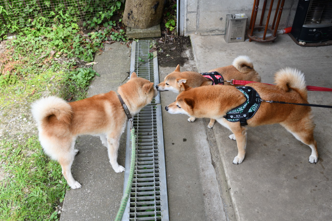 源太くんとカツ君の再会