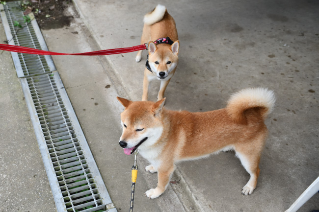 お父さんの菊次郎くんと娘のベルちゃん
