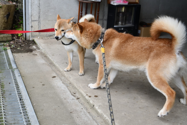 お父さんの菊次郎くんと娘のベルちゃん
