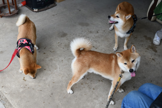 菊次郎くんとカツ君異母兄弟