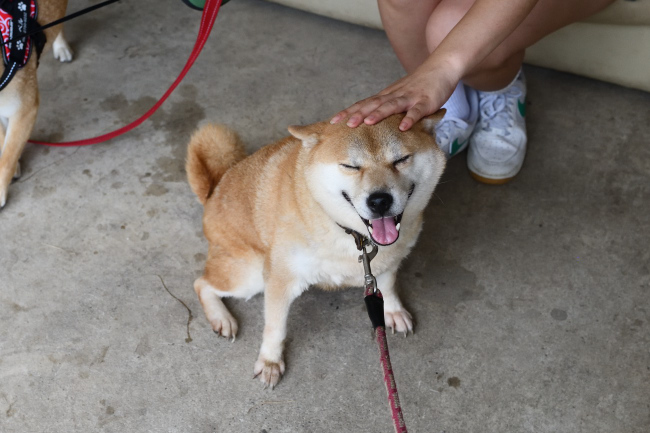 飼い主様に撫でられて喜ぶ赤柴紅里