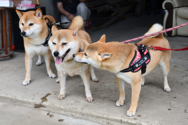 お母さんの紅里と娘のベルちゃん