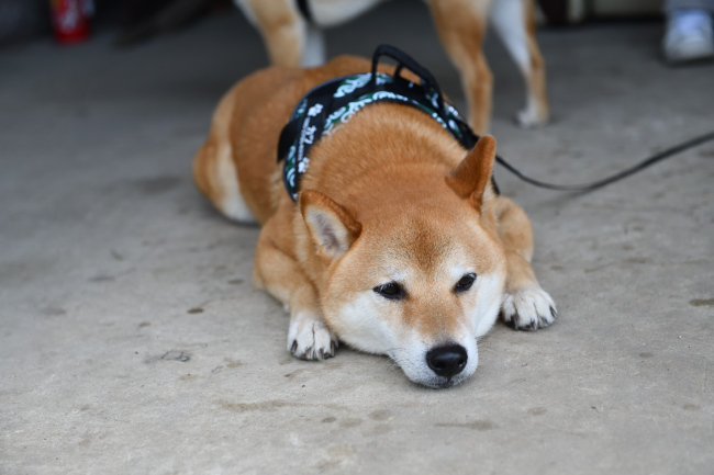 暑いのでお疲れ気味のカツ君