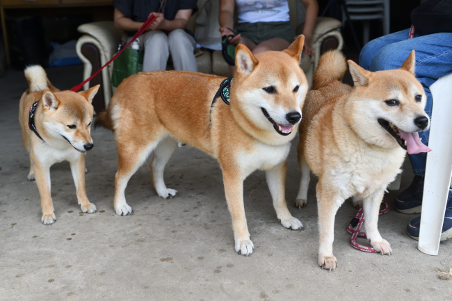 紅里、ベルちゃん、カツ君3匹揃い