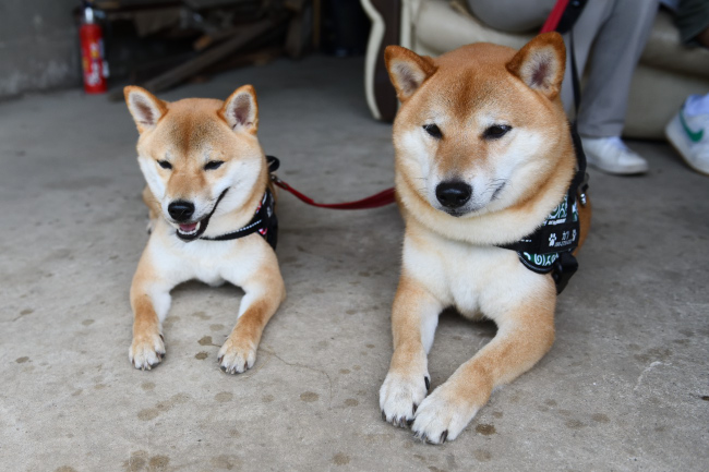 これからも仲良しカツくんとベルちゃんです。