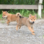 走り回る柴犬の子犬たち
