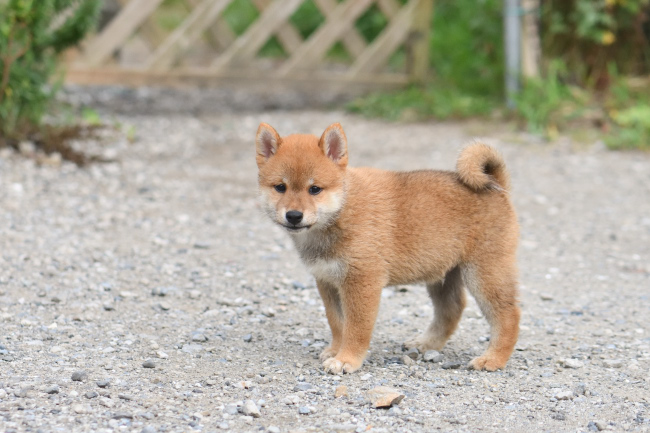 走り回る柴犬の子犬たち