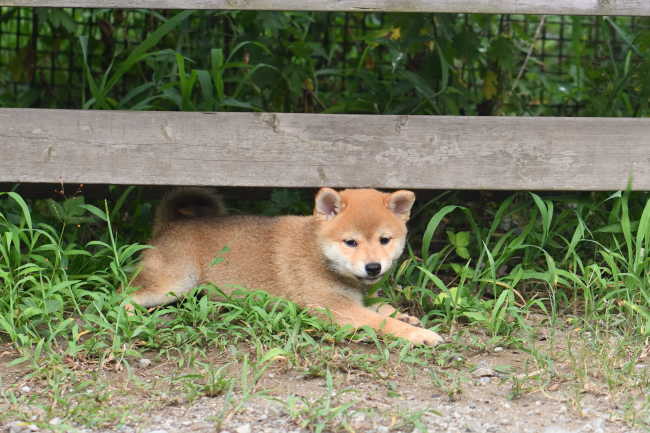 ベンチの下で涼む柴犬の子犬