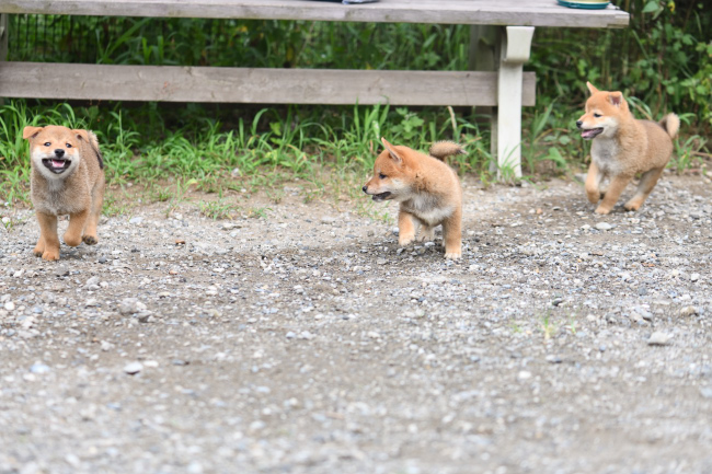3匹で走り回る柴犬の子犬たち