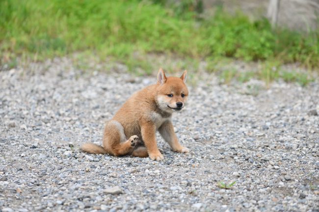 お尻をズリズリ