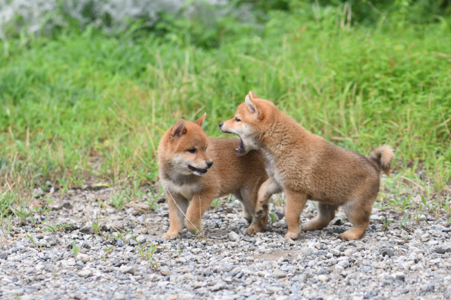 兄弟の甘噛みコミュニケーション