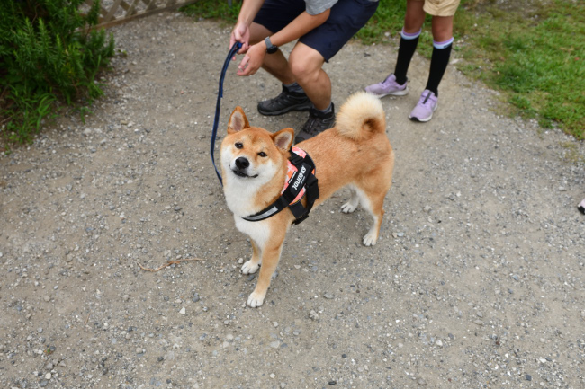柴犬みなと君の写真