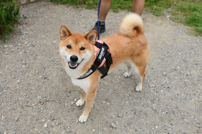 柴犬みなと君の写真