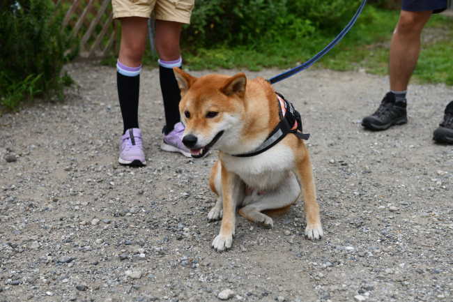 柴犬みなと君の写真