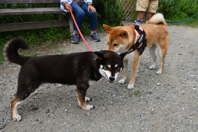 お母さんの黒柴唯ちゃんとみなと君