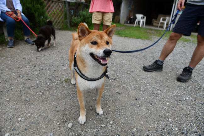 柴犬みなと君の写真