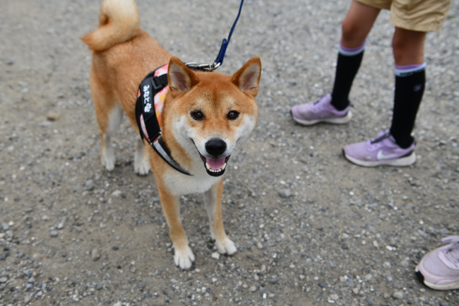 柴犬みなと君の写真