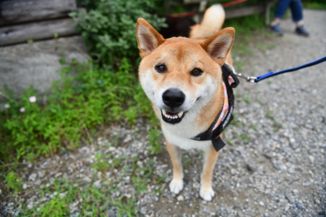 柴犬みなと君の写真