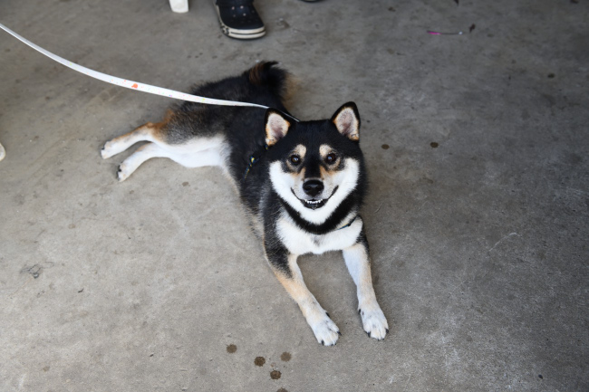涼む桃太郎くん