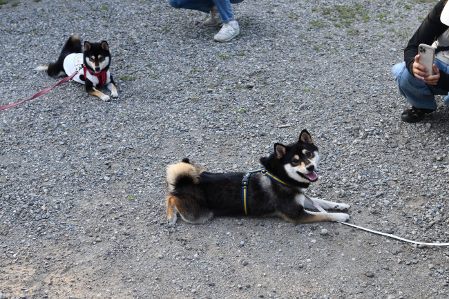 桃太郎くんとシェリちゃん